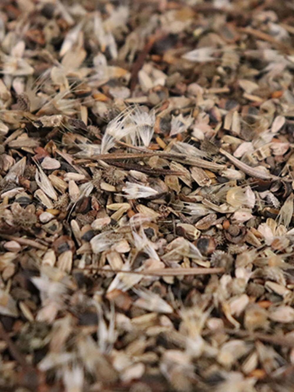 Honey Bee & Pollinator Wildflower Mix